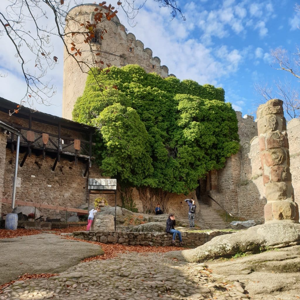 20220505_193832 - Dworek Marmis Ruiny zamku z okrągłą wieżą, otoczone zielonymi drzewami, ludzie w różnych pozach na terenie zamku.